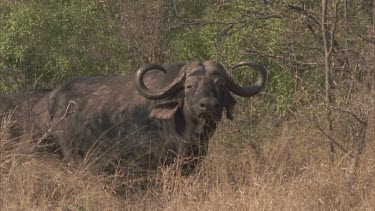 Buffalo in tall dry grass, looking at camera