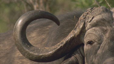 pan along buffalo horns
