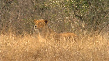 lioness in tall dry grass looking for prey