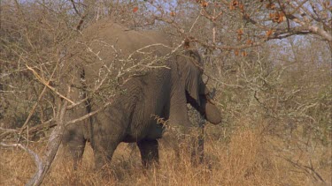 elephants feeding