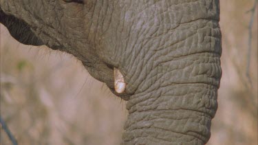 trunk, very small tusk. Elephant uses trunk to bring dry grass to mouth