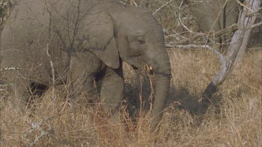 Elephant uses trunk to bring dry grass to mouth