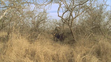 elephants feeding