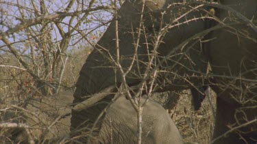 elephant feeding on thorn tree