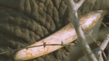 very small tusk. Close up folds of thick skin, trunk.