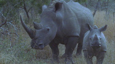 Female rhino with calf facing camera.