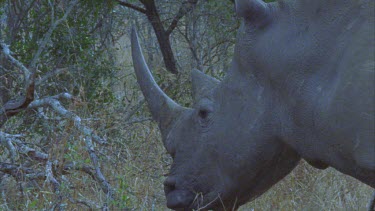 rhino mother and calf