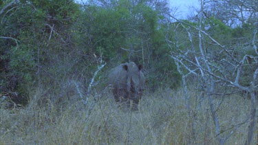 single rhino in thorn tree facing camera.