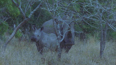 rhino mother protective over calf. Zoom onto mother's horn