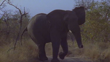 large bull elephant in middle of road. Flapping ears, getting stirred up, starts charging car hand held. Some sunburst