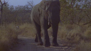 large bull elephant in middle of road. Flapping ears, getting stirred up, starts charging car hand held. Some sunburst