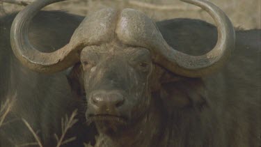 Buffalo looking at camera, turns away