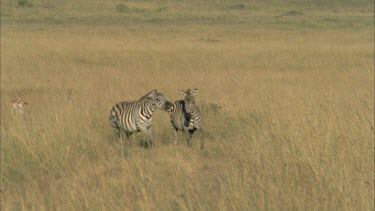 one zebra chasing and biting another.