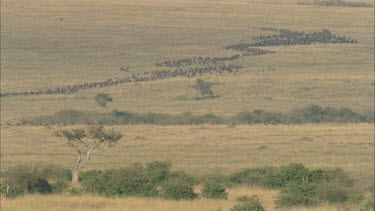 migrating herd of wildebeest, like a river of animals flowing down the plain