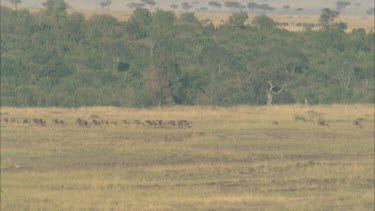 migrating herd of wildebeest.