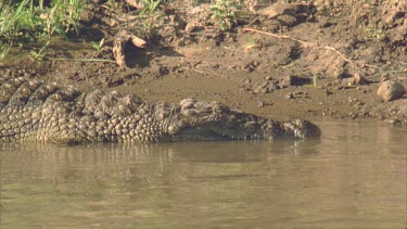 Croc lying on bank, stationary, side profile
