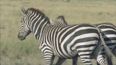 Zebra walking together, chasing each other