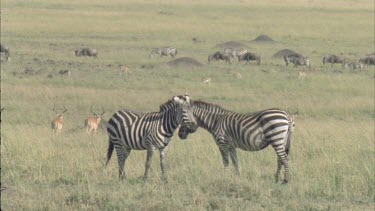 two zebras standing with heads almost touching. The migrating wildebeest walk behind like a long river of animals.