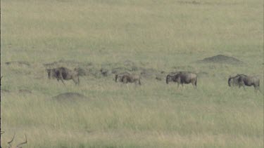 line of wildebeest walk across the plain, marching in single file