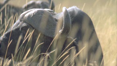 Buffalo head long grass, moves left to right.