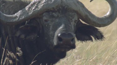 Buffalo turns to look at camera, turns to look away.