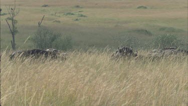 herd of buffalo hidden by long grass, wide grassy plain behind