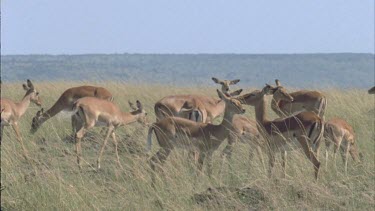herd of impala, migrating wildebeest walk past in background