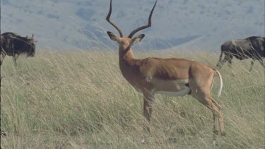 alpha male impala, large horns, watching migrating wildebeest walk past in background