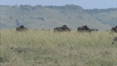 wildebeest walking in single file as if marching. Impala in foreground watching