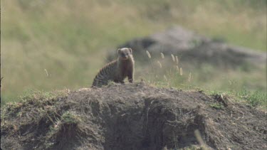 banded mongoose on mound, looks around and moves off