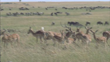 male impala running around herd, wildebeest in background. Alpha male chasing subordinate male away from herd alpha male biting subordinate male on the rump.