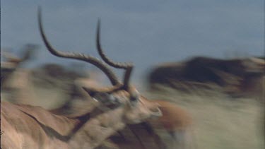 alpha male impala attempts mating with female. of heads, males horns. The alpha male is behaving aggressively, territorially. The quick attempt to mate is a reflexive reaction because he is in a state...