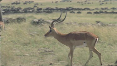 alpha male impala with large horns