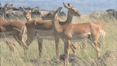 two female impala standing chewing