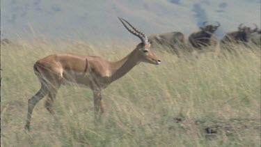 alpha male impala walking with wildebeest in background