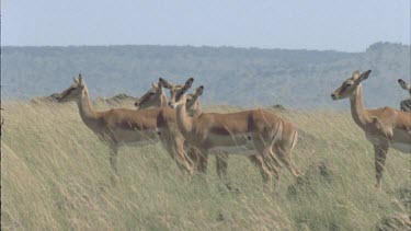migrating wildebeest walking in background, impala in foreground chewing