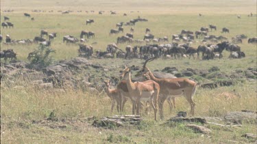 alpha male attempts to mate with female. Very large herd of migrating wildebeest in background