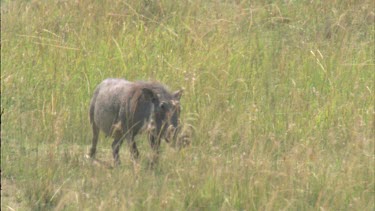 warthog walking towards camera through long grass.
