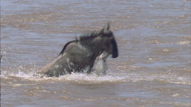 Single wildebeest swimming through river, scramble to river bank.