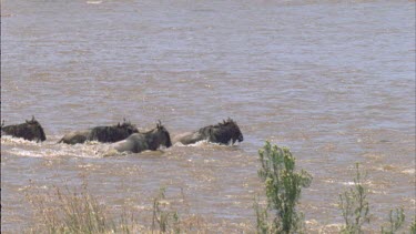 Wildebeest crossing Mara river, jumping over rocks and stones.