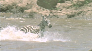 zebras crossing Mara river