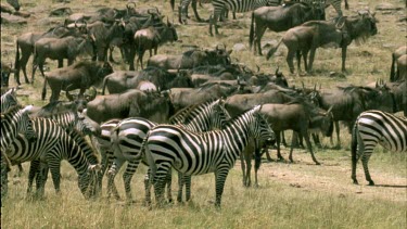 pan across very large herd of zebra waiting to cross Mara river