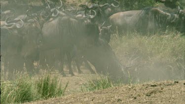 wildebeest on edge of steep Mara river bank going down bank into river one at a time.