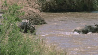 zebra and wildebeest enter Mara river
