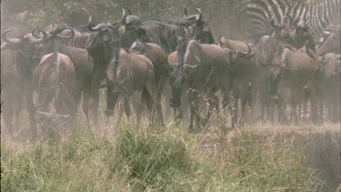herd of wildebeest going down steep slope of Mara river bank