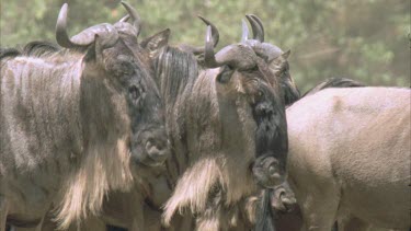 Two wildebeest turn heads simultaneously to look at camera