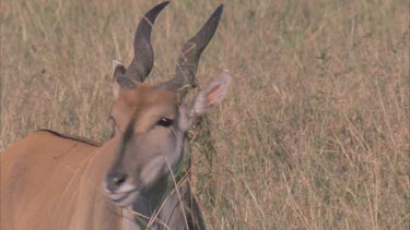 Female eland with grass over ear