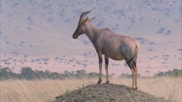 Eland standing on top of mound.