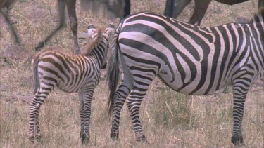 Zebra with very new foal. Foal tries to suckle but mother pushes it away with her hind leg.