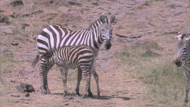 Young Zebra foal suckling